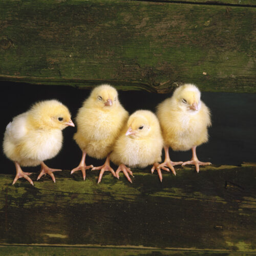 How to Incubate Chicken Eggs